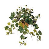 Boston Ivy Plant: Unpotted