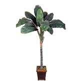 5 foot Dieffenbachia Plant: Potted