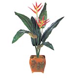 Heliconia Plants