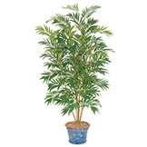 Bamboo Palms