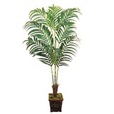 Kentia Palms