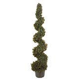 5 foot Cedar Spiral Topiary: Potted - ONE LEFT IN STOCK