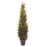 5 foot Potted Needle Cedar Tree: Potted