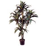 5 foot green Cordyline Plant: Potted