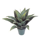 18 inch Agave Plant: Potted