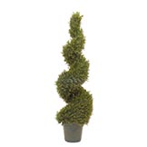 Rosemary Topiary