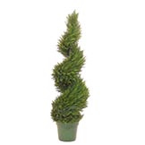 4 foot Pond Cypress Spiral Topiary: Potted