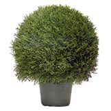 Cypress Topiary
