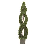 4 foot Double Spiral Tea Leaf Topiary:  Potted