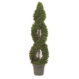 5 foot Double Spiral Tea Leaf Topiary:  Potted