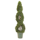4 foot Double Cedar Spiral Topiary:  Potted