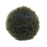 9 inch Hakea Ball Topiary