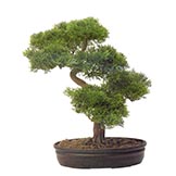 16 inch Cedar Bonsai