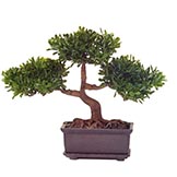 9 inch Tea Leaf Bonsai