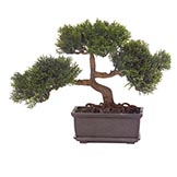 9 inch Cedar Bonsai