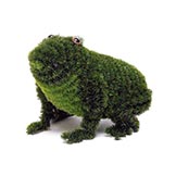 7 inch Frog