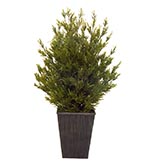 31 inch Rosemary Plant in Decorative Planter