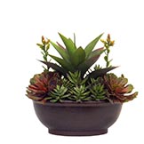 12 inch Mixed Succulents: Potted