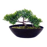 9 inch Mini Tea Leaf Bonsai in Decorative Planter