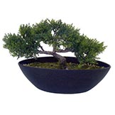 9 inch Cedar Bonsai in Decorative Planter