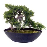 14 inch Cedar Bonsai in Decorative Planter