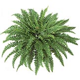 42 inch Self Shaped Artificial Boston Fern Plant: Unpotted