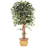 7 foot Green Ficus Tree: Potted