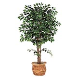 Ficus Trees
