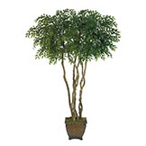 7.5 foot Smilax Tree: Potted