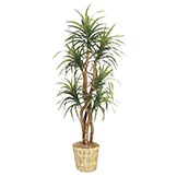 88 inch Yucca Tree: Potted