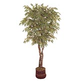 92 inch Japanese Maple Tree: Potted