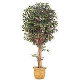 7 foot Red Ficus Tree: Potted