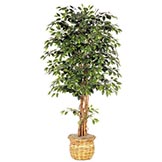 88 inch Green Ficus Tree: Potted