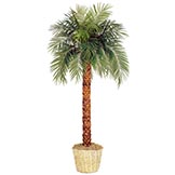 10 foot Phoenix Palm: Potted