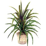 26 inch Yucca Cluster: Unpotted
