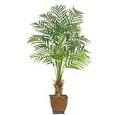 7 foot Kentia Palm: Potted