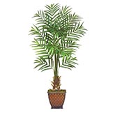 6 foot Silk Kentia Palm: Potted