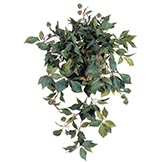 Fruiting Ivy