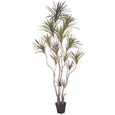 Dracaena Trees