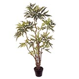 4 foot Elegant Aralia Tree: Potted