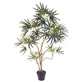 4 foot Finger Aralia: Potted