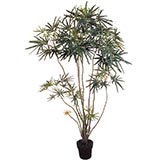 6 foot Finger Aralia: Potted