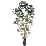 Ming Aralia Trees