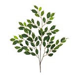 Mini Variegated Ficus Branch