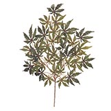 Green and Red Japanese Maple Branch