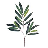 Weeping Ficus Branch