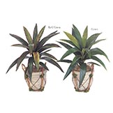 19 inch Yucca Plant: Unpotted