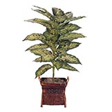 2.5 foot Compacta Dieffenbachia Plant