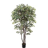 Ruscus Trees