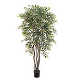 Smilax Trees